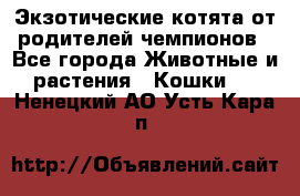  Экзотические котята от родителей чемпионов - Все города Животные и растения » Кошки   . Ненецкий АО,Усть-Кара п.